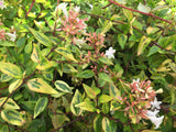 6 Francis Mason Abelia- Live Plants