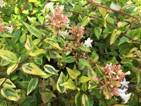 Francis Mason Abelia -Live Plants