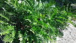 2 Coontie Palm - Live Plants