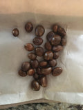 10 Loquat Seeds