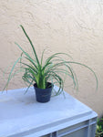 2 Ponytail Palm -4 inch Pot- Live Plants