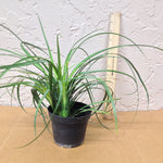 Ponytail Palm -4 inch Pot- Live Plant