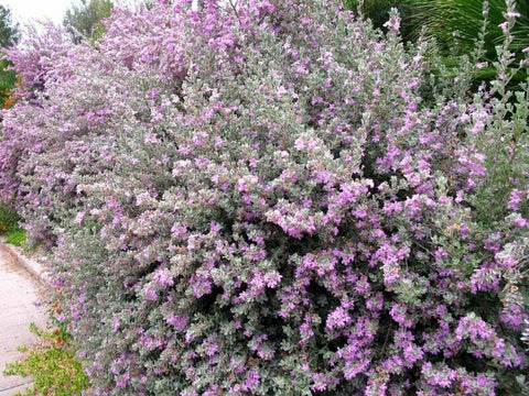 Texas Sage - Live Plants