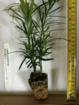 2 Podocarpus Macrophyllus - live starter plants less than 12 inches tall