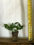 2 Jack Frost Ligustrum - live starter plants less than 12 inches tall