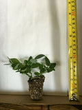 2 Jack Frost Ligustrum - live starter plants less than 12 inches tall