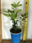 2 Ilex Needlepoint - live starter plants less than 12 inches tall