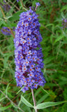 2 Buddleia Nanho Blue