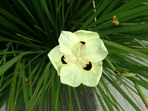 2 Yellow African Iris - live starter plants less than 12 inches tall