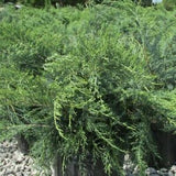 6 Parsoni Juniper