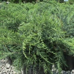 6 Parsoni Juniper