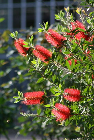 2 Red Cluster Bottlebrush - live starter plants less than 12 inches tall