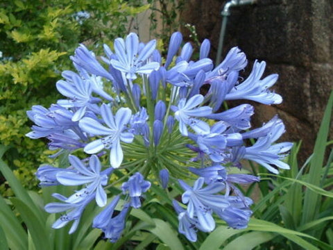 6 Agapanthus Africans Blue - live starter plants less than 12 inches tall