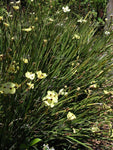 Yellow African Iris