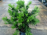 6 Podocarpus Macrophyllus - These are small starter plants less than 12 inches.