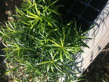 6 Podocarpus Macrophyllus - These are small starter plants less than 12 inches.