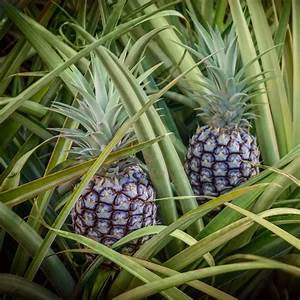 White Jade Pineapple - Live Plant