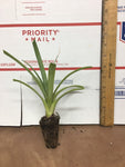 2 White Jade Pineapple - live starter plants less than 12 inches tall