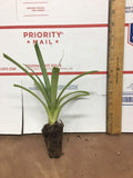 2 White Jade Pineapple - live starter plants less than 12 inches tall