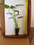 2 Philodendron Xanadu - live starter plants less than 12 inches tall
