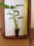 2 Philodendron Xanadu - live starter plants less than 12 inches tall