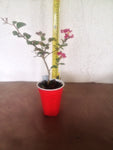 2 Crape Myrtle Tonto - live starter plants less than 12 inches tall