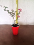 2 Crape Myrtle Tonto - live starter plants less than 12 inches tall