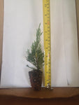 2 Parsoni Juniper - live starter plants less than 12 inches tall