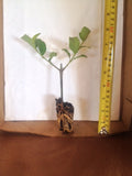 2 Sweet Viburnum - live starter plants less than 12 inches tall