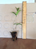 2 Tea Olive - live starter plants less than 12 inches tall