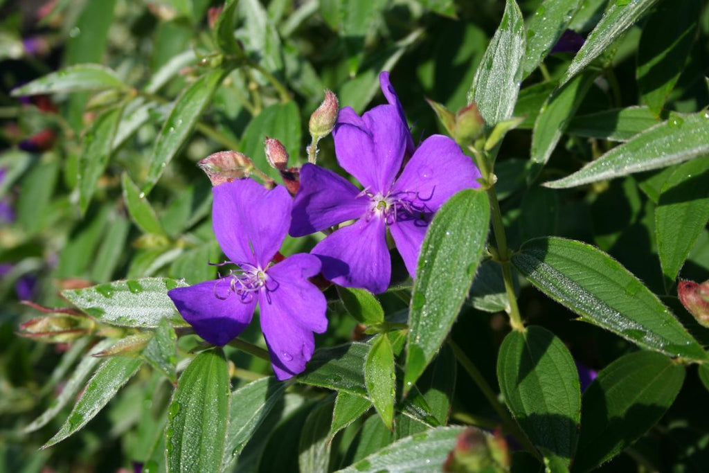 Tibouchina – Wikipédia, a enciclopédia livre