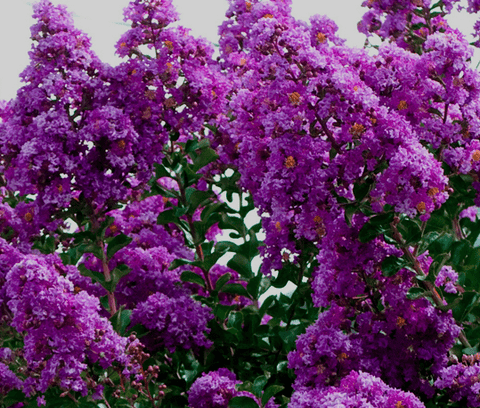 2 Crape Myrtle Twilight- Live Plants