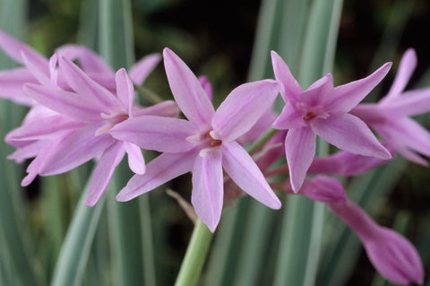 Society Garlic - Live Plant