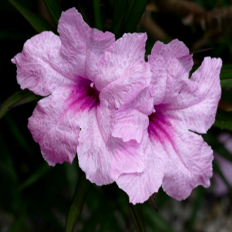 Wild Petunia