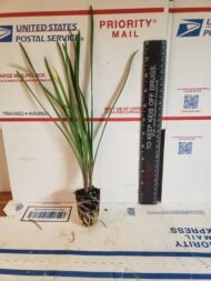 Society Garlic - Live Plants - Image 3