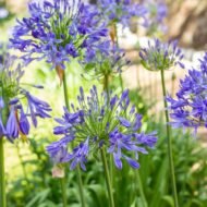 Agapanthus Africans Blue - live starter plants less than 12 inches tall - Image 4