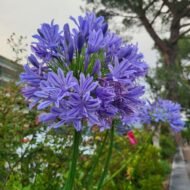Agapanthus Africans Blue - live starter plants less than 12 inches tall - Image 3