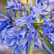 Agapanthus Africans Blue - live starter plants less than 12 inches tall - Image 5