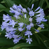 Agapanthus Africans Blue - live starter plants less than 12 inches tall - Image 2