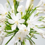 Agapanthus Getty White - Image 4