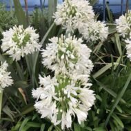 Agapanthus Getty White - Image 5