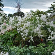 Agapanthus Getty White - Image 2
