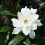 August Beauty Gardenia-Live Plants