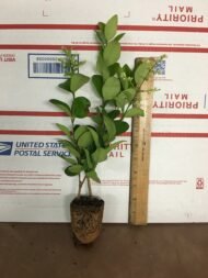 Lucidum Ligustrum - Live Plant - Image 2