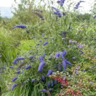 Buddleia Nanho Blue - Image 3