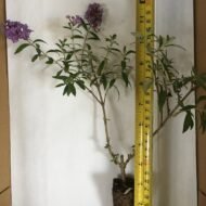 Buddleia Nanho Blue