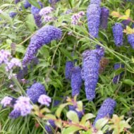Buddleia Nanho Blue - Image 4