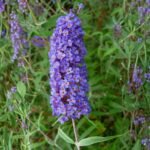 Buddleia Nanho Blue