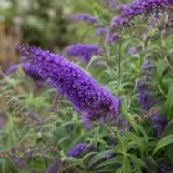 Buddleia 'Nanho Blue' – Buddleja davidii (Dwarf Blue Butterfly Bush, Live Plants) - Image 3