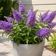 Buddleia 'Nanho Blue' – Buddleja davidii (Dwarf Blue Butterfly Bush, Live Plants) - Image 5